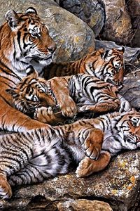 Превью обои тигры, хищники, детеныши, hdr