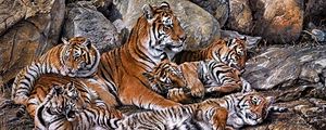 Превью обои тигры, хищники, детеныши, hdr