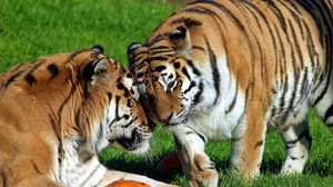 Превью обои тигры, пара, большие кошки, хищники