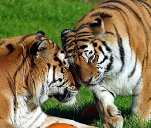 Превью обои тигры, пара, большие кошки, хищники