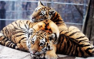 Превью обои тигры, пара, детеныши, лежать