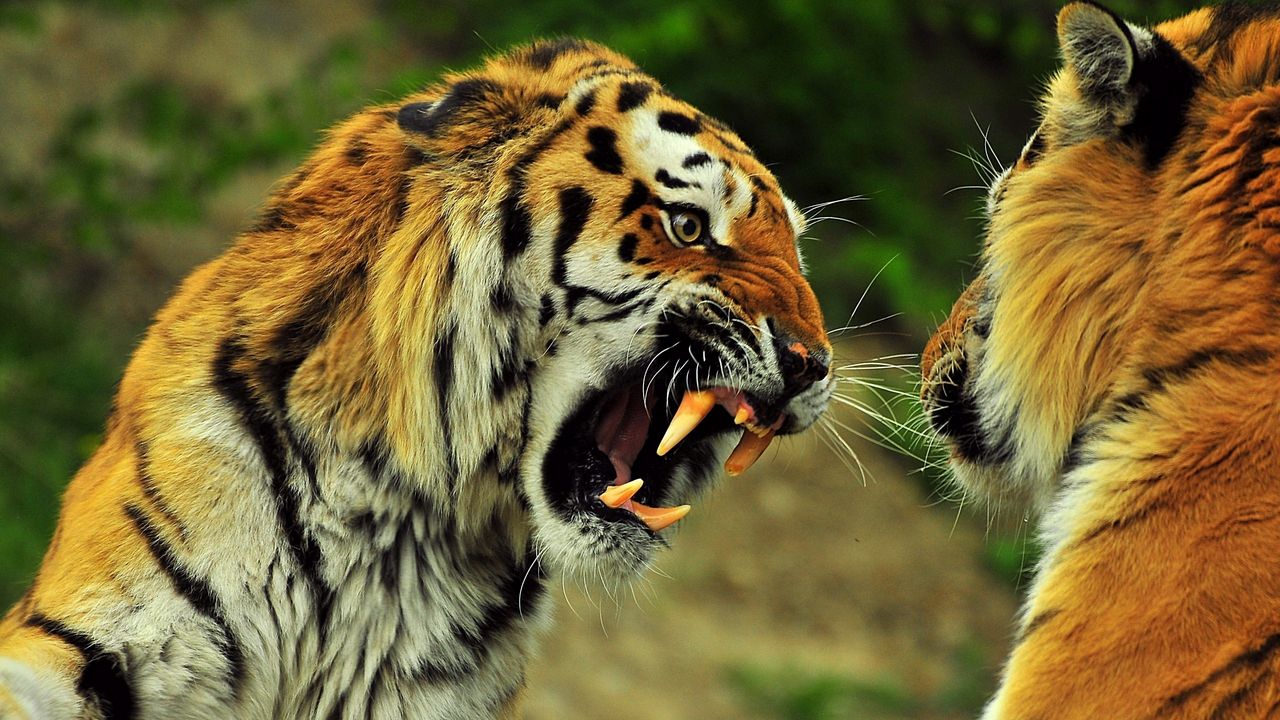Обои тигры, пара, драка, сражение, оскал, злость