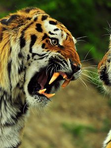 Превью обои тигры, пара, драка, сражение, оскал, злость