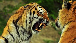 Превью обои тигры, пара, драка, сражение, оскал, злость