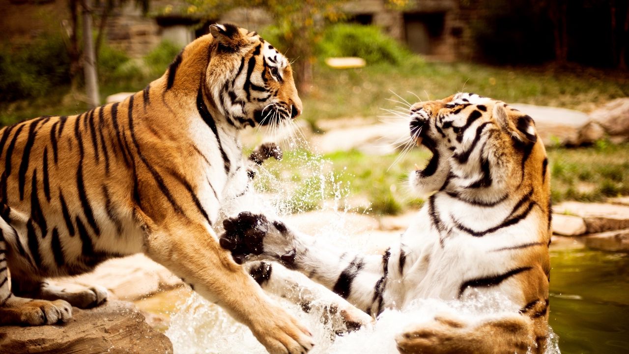 Обои тигры, пара, драка, вода, агрессия, хищник