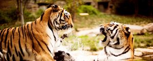 Превью обои тигры, пара, драка, вода, агрессия, хищник