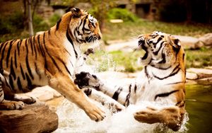 Превью обои тигры, пара, драка, вода, агрессия, хищник