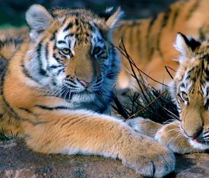Превью обои тигры, пара, лежать, семья, хищники