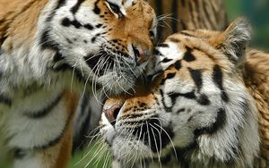 Превью обои тигры, пара, любовь, забота, большая кошка