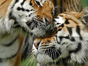 Превью обои тигры, пара, любовь, забота, большая кошка