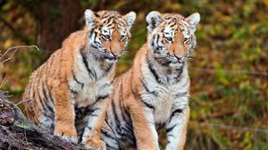 Превью обои тигры, пара, сидеть, большие кошки