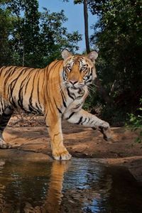 Превью обои тигры, пара, вода, хищники
