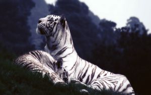 Превью обои тигры, сон, трава