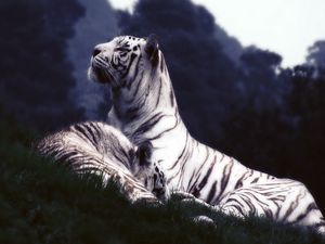 Превью обои тигры, сон, трава