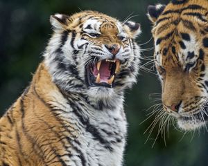 Превью обои тигры, тигр, оскал, агрессия, хищник