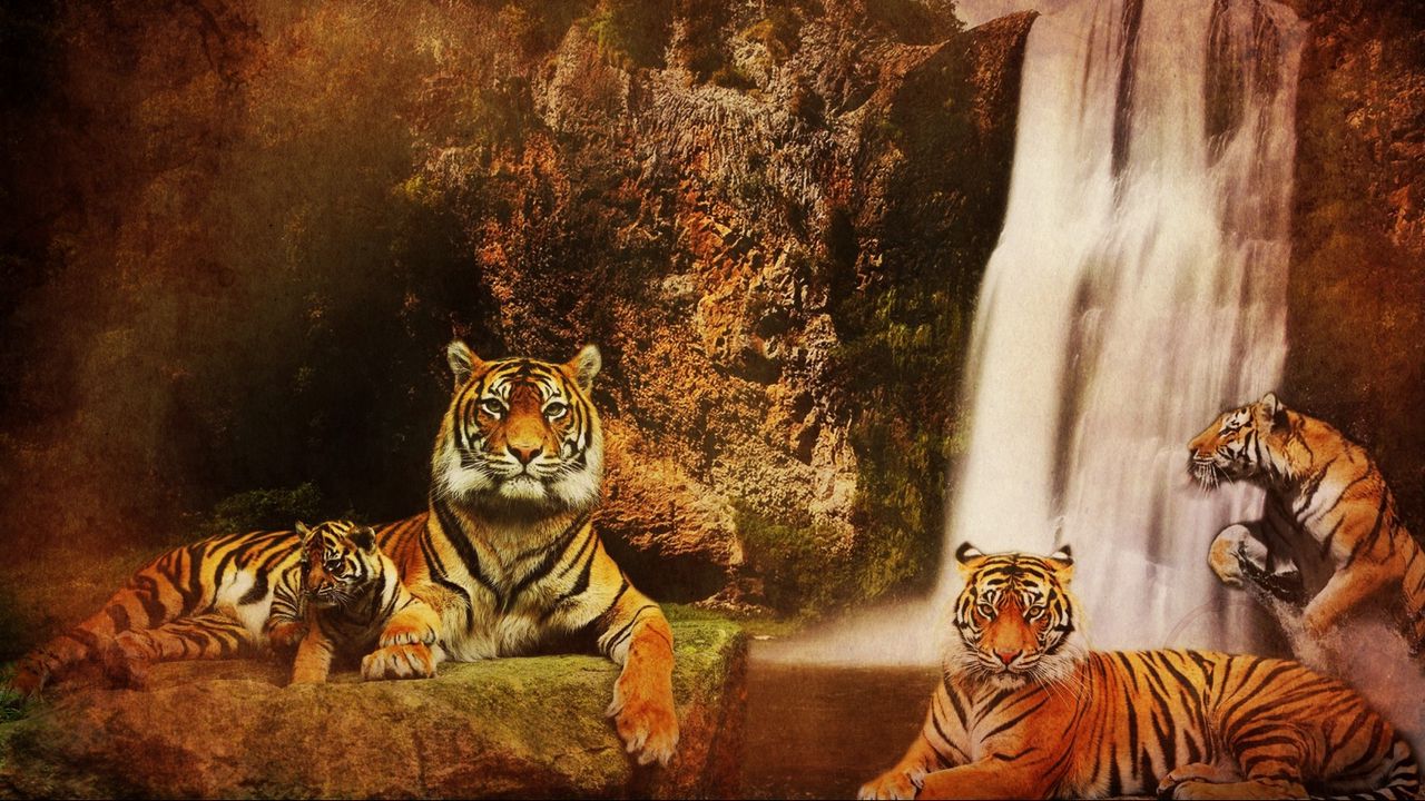 Обои тигры, водопад, горы, фон, кошки, вода, скалы, хищники