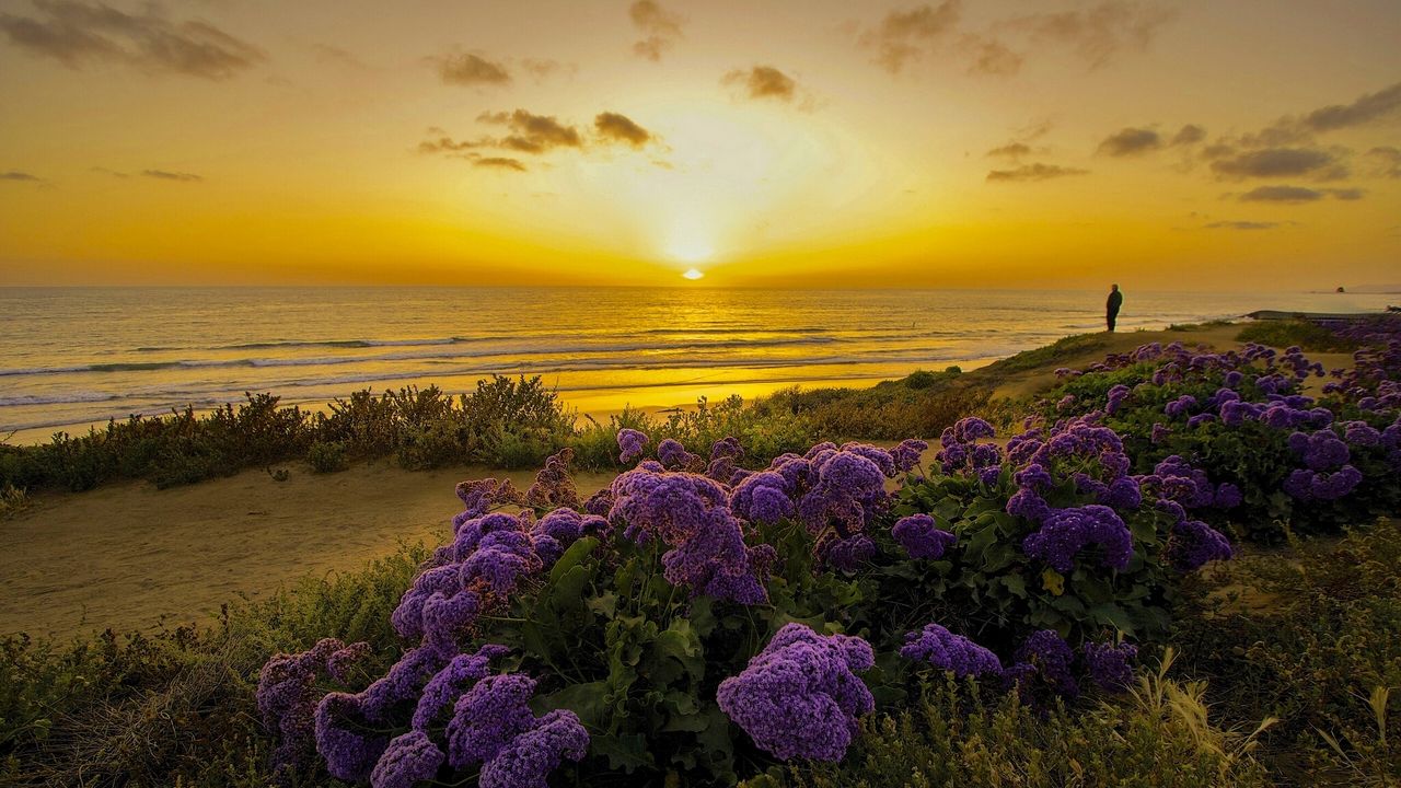 Обои тихий океан, калифорния, закат, берег, цветы