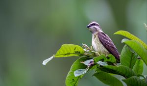 Превью обои тиранн-разбойник, птица, листья, дикая природа