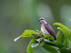 Превью обои тиранн-разбойник, птица, листья, дикая природа