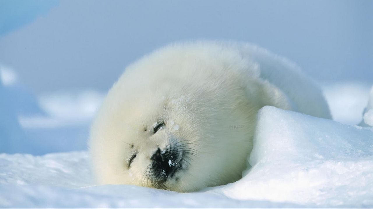Обои тюлень, белый, спать, снег