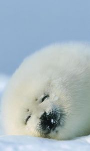 Превью обои тюлень, белый, спать, снег