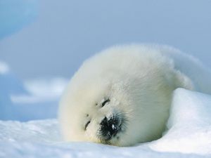 Превью обои тюлень, белый, спать, снег