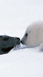 Превью обои тюлень, пара, снег, голова, забота, нежность