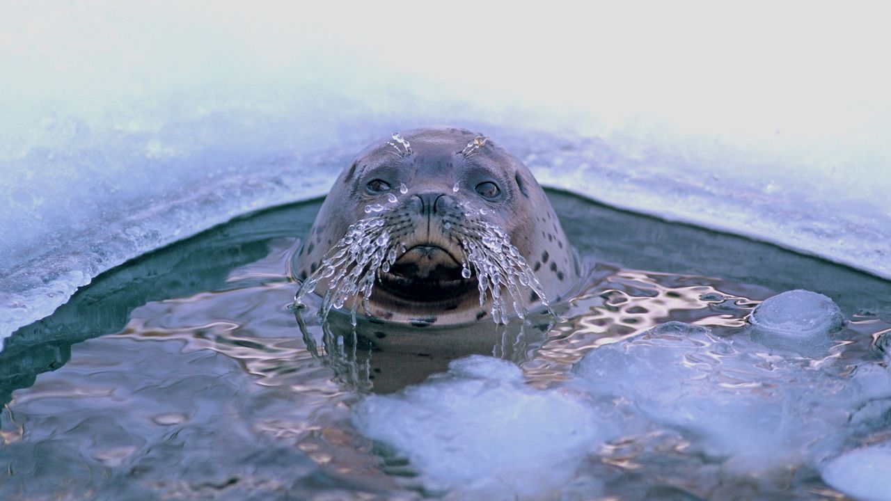 Обои тюлень, прорубь, усы, лед, морские
