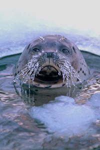 Превью обои тюлень, прорубь, усы, лед, морские