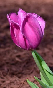 Превью обои тюльпан, бутон, лепестки, цветок, розовый