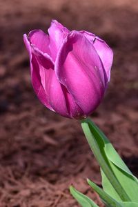 Превью обои тюльпан, бутон, лепестки, цветок, розовый