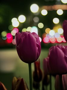 Превью обои тюльпан, бутон, розовый, цветы