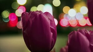 Превью обои тюльпан, бутон, розовый, цветы