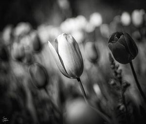 Превью обои тюльпан, бутон, цветок, макро, черно-белый