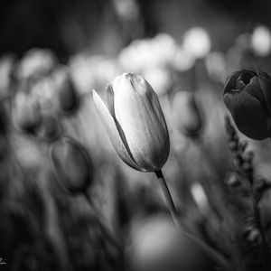 Превью обои тюльпан, бутон, цветок, макро, черно-белый
