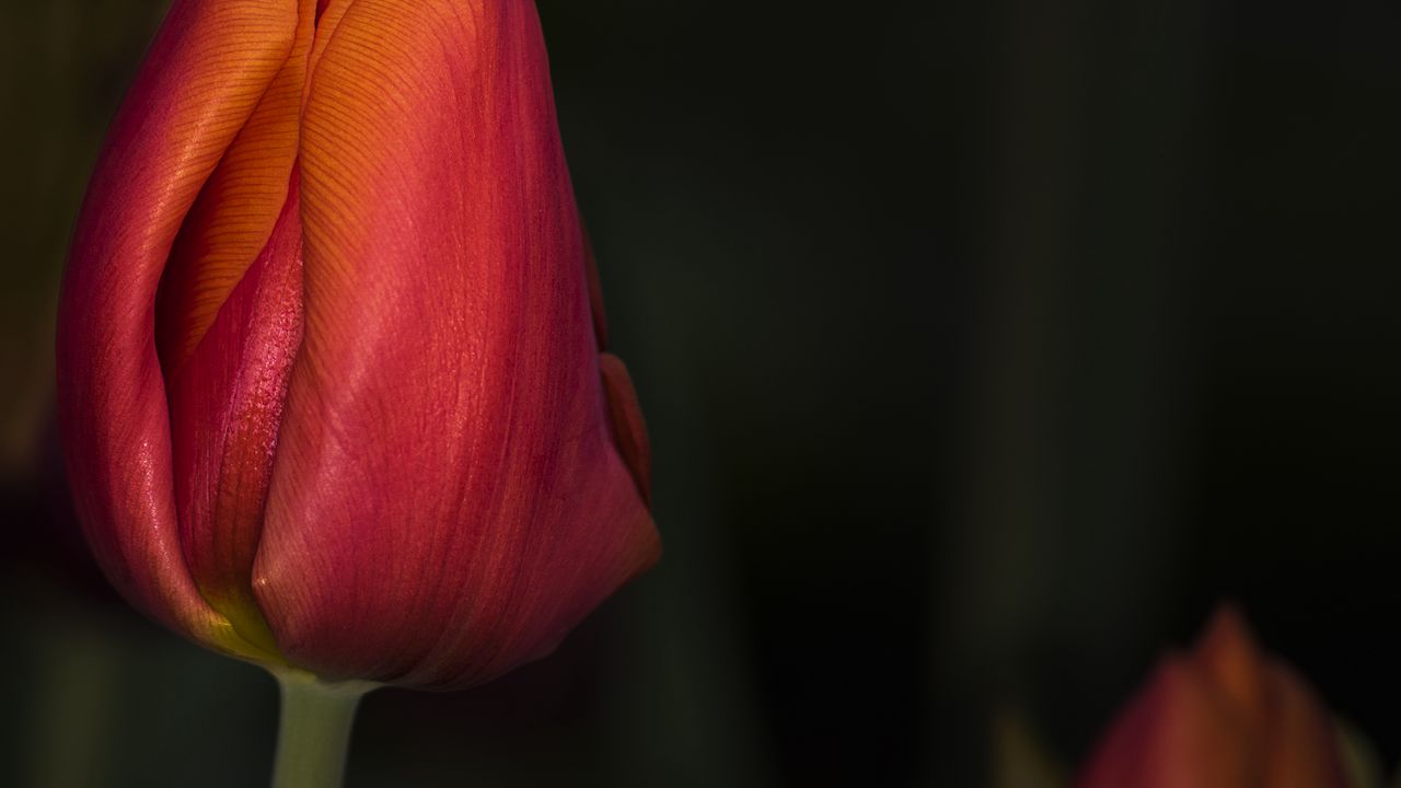 Обои тюльпан, красный, цветок, бутон, крупным планом