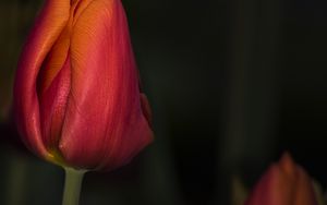 Превью обои тюльпан, красный, цветок, бутон, крупным планом