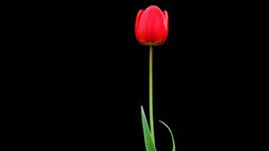 Превью обои тюльпан, красный, цветок, один, черный фон