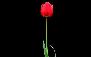 Превью обои тюльпан, красный, цветок, один, черный фон