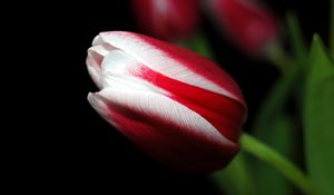 Превью обои тюльпан, крупным планом, полосы, цветок