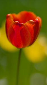 Превью обои тюльпан, лепестки, макро, красный, цветок