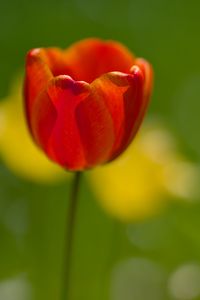 Превью обои тюльпан, лепестки, макро, красный, цветок