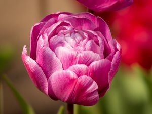 Превью обои тюльпан, лепестки, макро, цветок, розовый