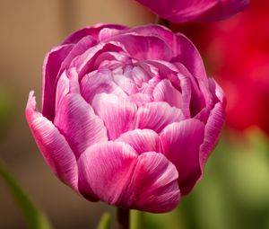 Превью обои тюльпан, лепестки, макро, цветок, розовый