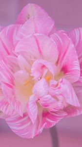 Превью обои тюльпан, лепестки, розовый, цветок