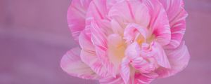 Превью обои тюльпан, лепестки, розовый, цветок