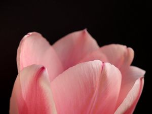 Превью обои тюльпан, лепестки, цветок, макро, розовый