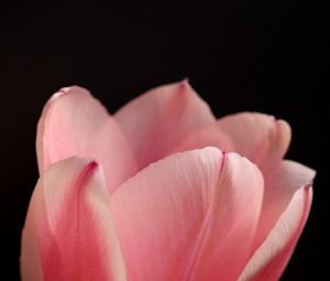Превью обои тюльпан, лепестки, цветок, макро, розовый