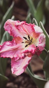 Превью обои тюльпан, лепестки, цветок, пыльца, розовый, макро
