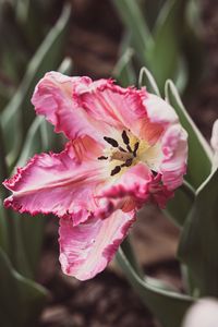 Превью обои тюльпан, лепестки, цветок, пыльца, розовый, макро